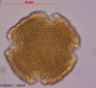 ISEM 1/Abelia_rupestris_28905/Abelia_rupestris_28905_0001(copy)_thumb.jpg